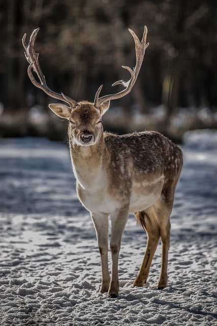 Accessoires chasse, équipements indispensables pour un grand moment de  divertissement